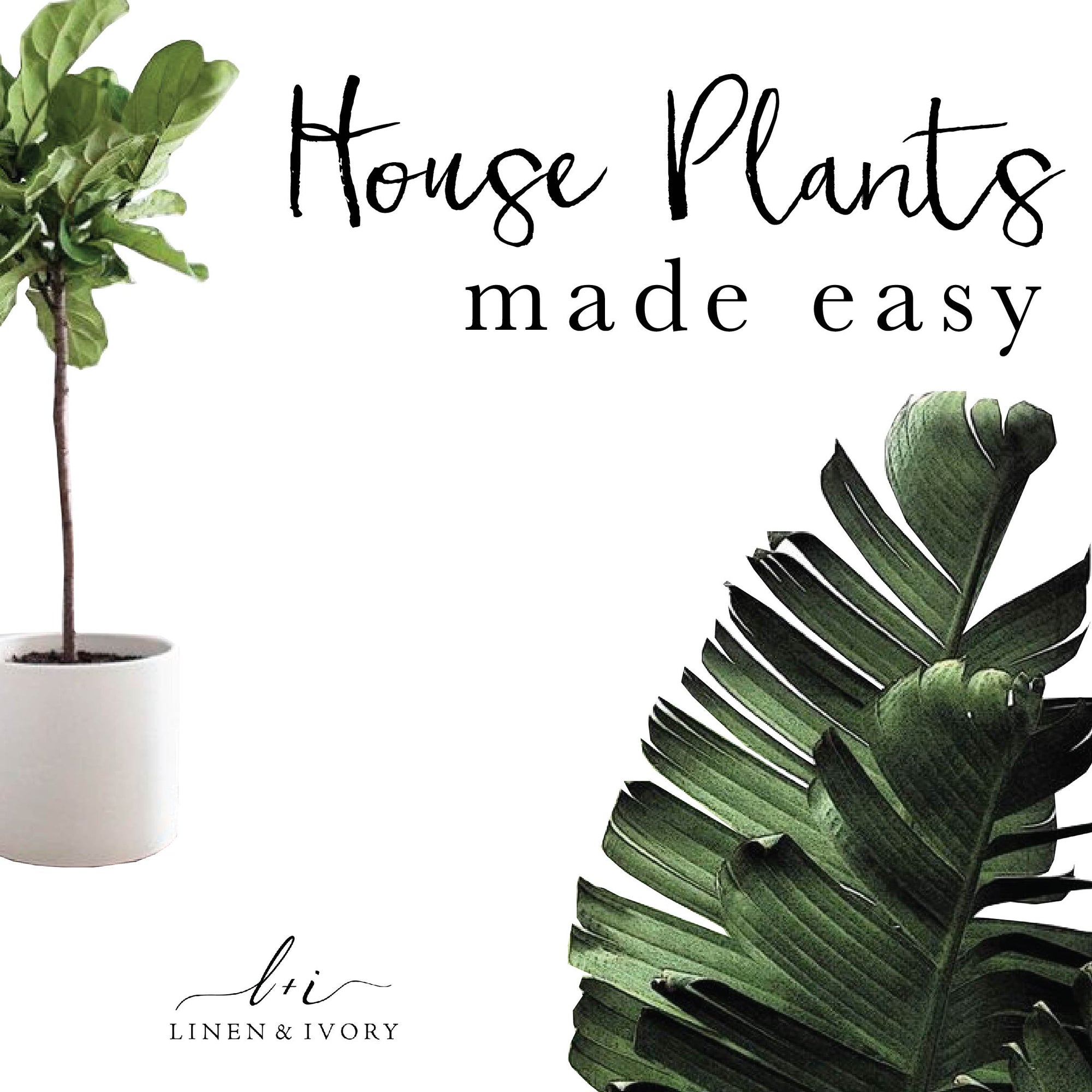 House Plants Made Easy